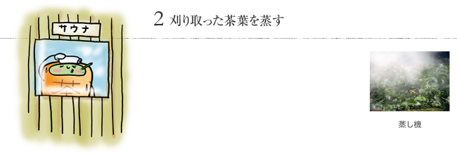 2 刈り取った茶葉を蒸す